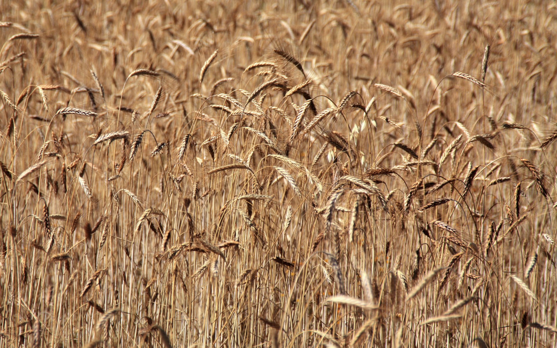 Nature Wheat HD Wallpaper