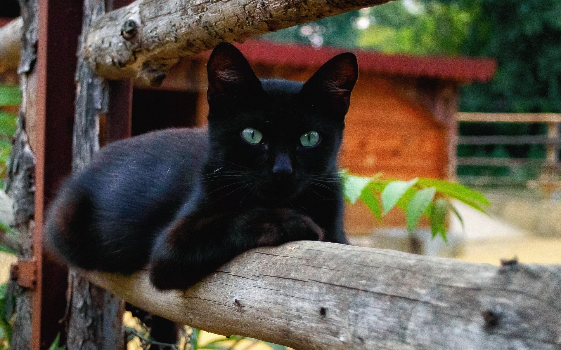 A black cat with striking green eyes rests on a wooden fence, surrounded by greenery and a rustic background, creating a serene desktop wallpaper for animal lovers.