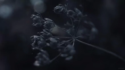 Macro photography, 2K Quad HD PC desktop wallpaper and background: moody close-up of a dried seed head with soft bokeh and deep blue-gray tones.