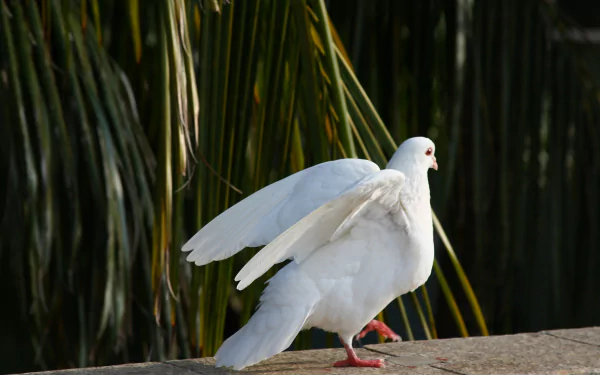 A majestic white pigeon stands on a ledge, its wings partially spread, surrounded by lush green foliage, making for a captivating HD desktop wallpaper and background.