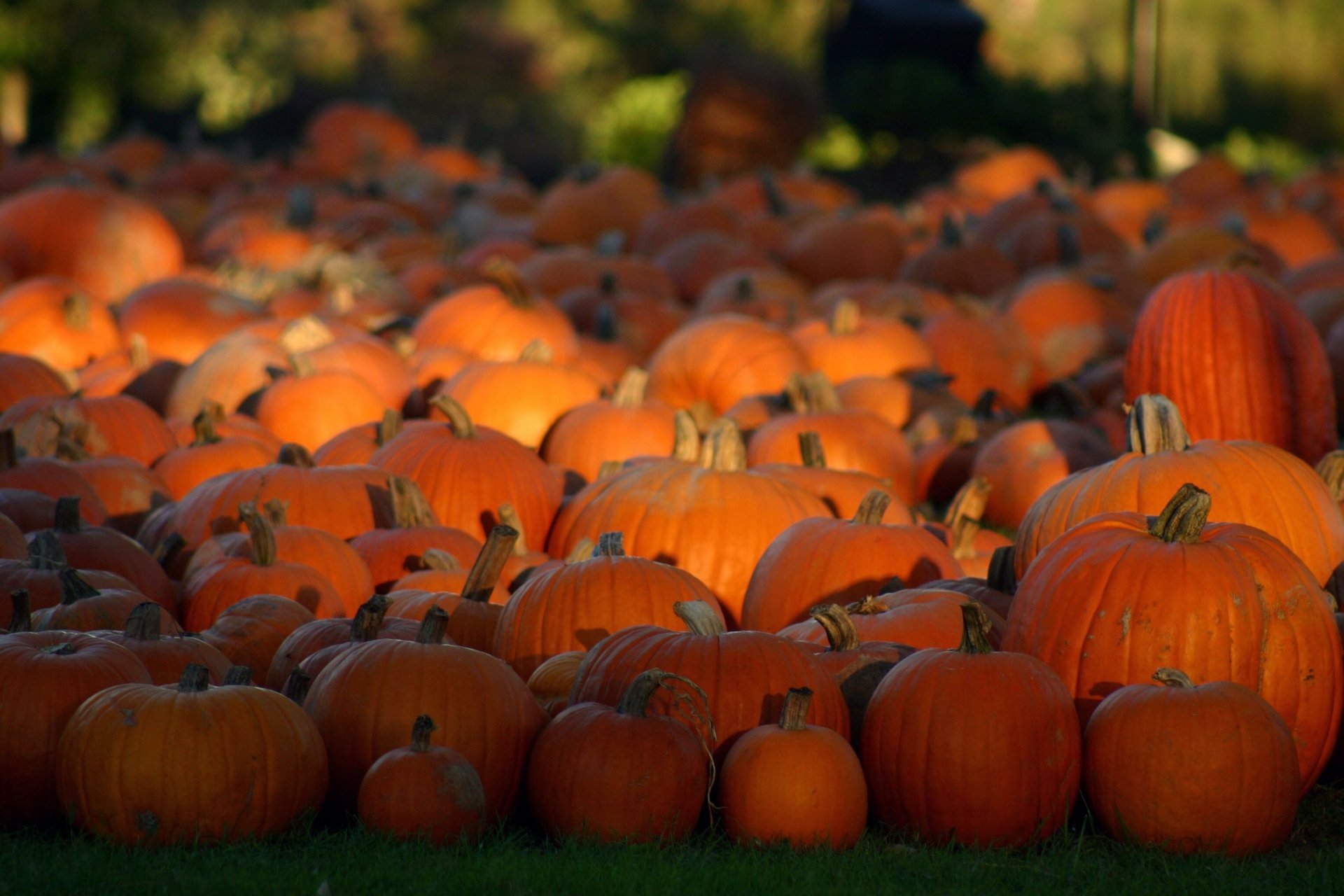 HD PC desktop wallpaper featuring a vibrant close-up of numerous bright orange pumpkins spread across a sunlit outdoor area, highlighting the food and pumpkin theme.