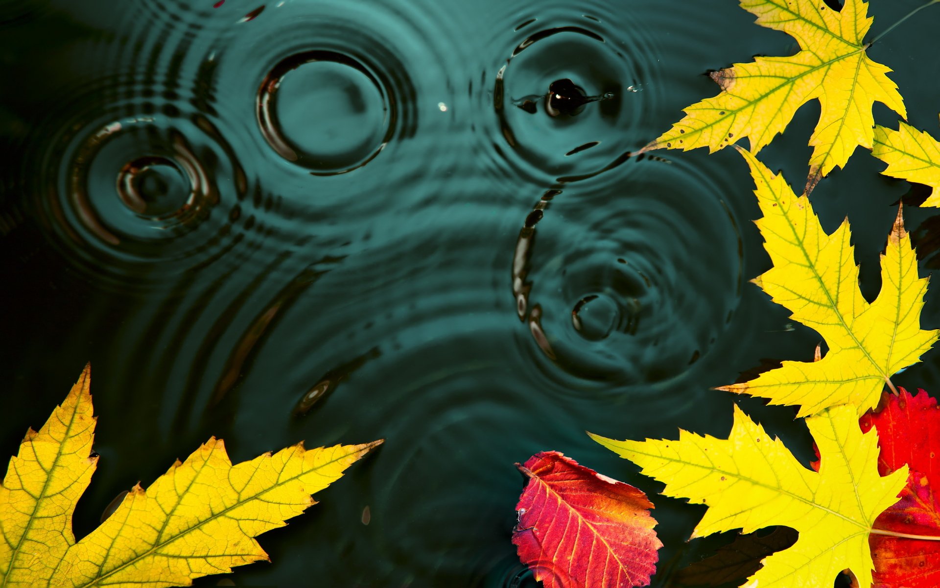 Leaf HD Wallpaper