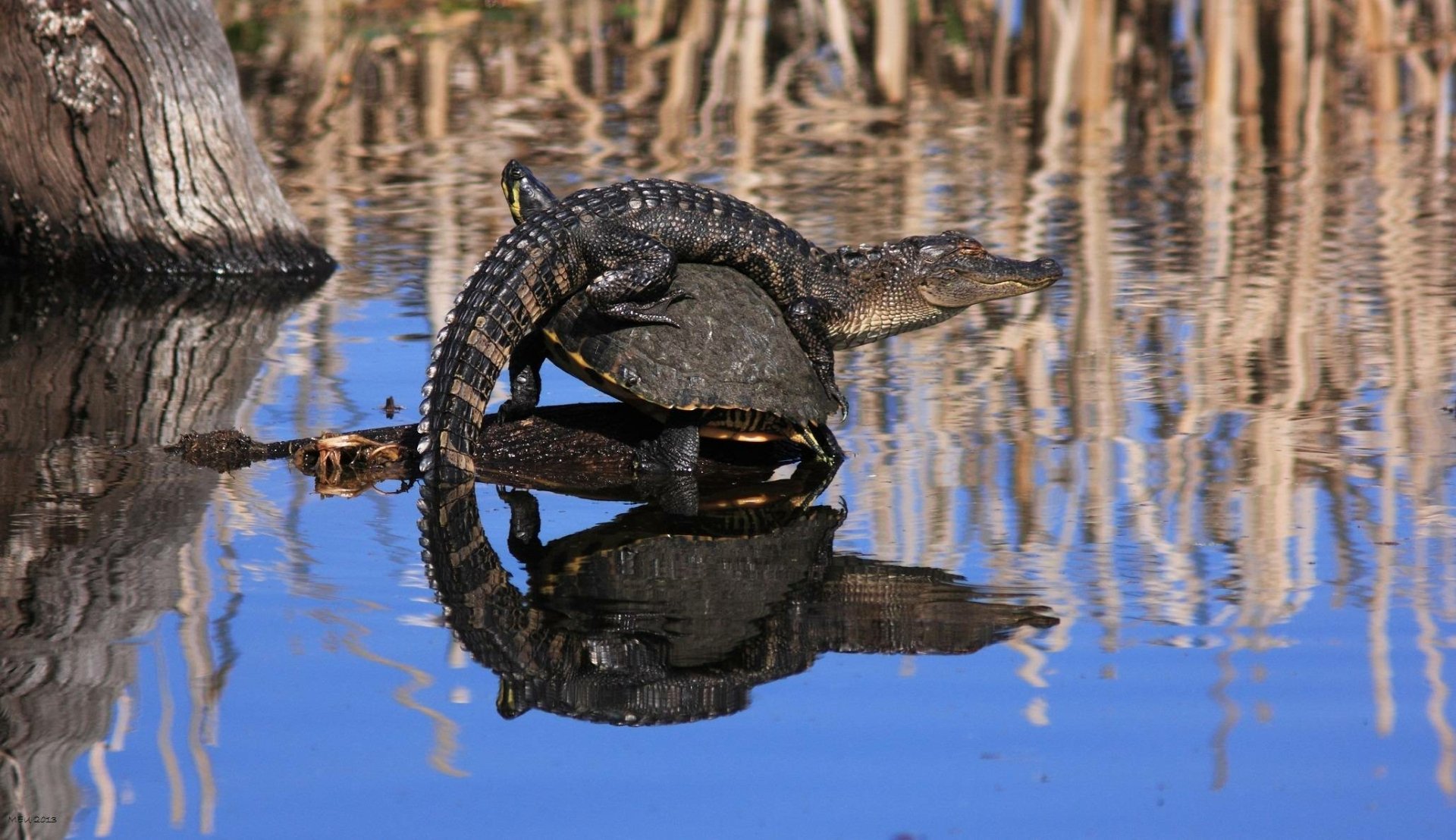 HD desktop wallpaper showing an alligator resting on a turtle in a calm lake surrounded by reeds.
