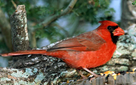 Animal cardinal HD Desktop Wallpaper | Background Image