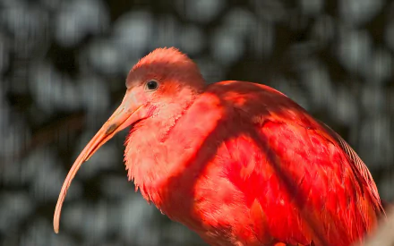 Close-up of a scarlet ibis with a curved bill and vibrant red feathers against a soft bokeh background — HD PC desktop wallpaper and background.