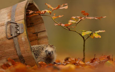 Animal hedgehog HD Desktop Wallpaper | Background Image