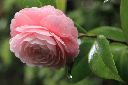 HD desktop wallpaper featuring a close-up of a pink camellia flower with water droplets, surrounded by green leaves in a natural setting.