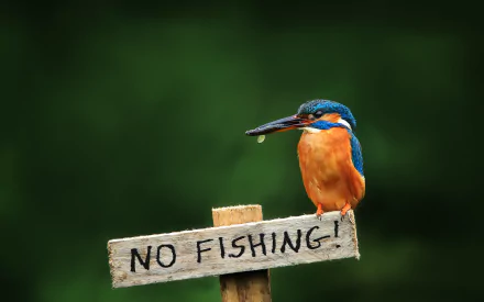 HD wallpaper of a vibrant kingfisher perched on a NO FISHING sign, against a soft green background.