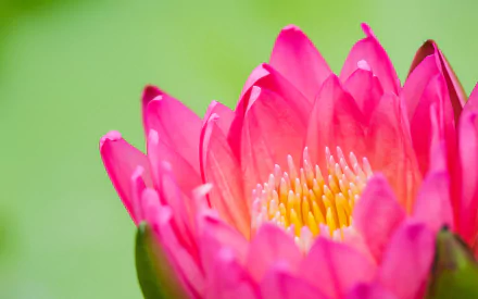 Vibrant pink lotus flower in full bloom against a soft green background, captured in HD quality for a refreshing nature-themed PC desktop wallpaper.