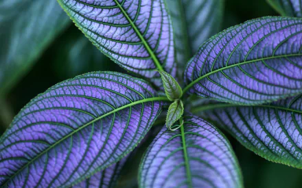 Close-up of vibrant purple and green leaves, showcasing intricate veins, captured in HD for a nature-themed PC desktop wallpaper and background.