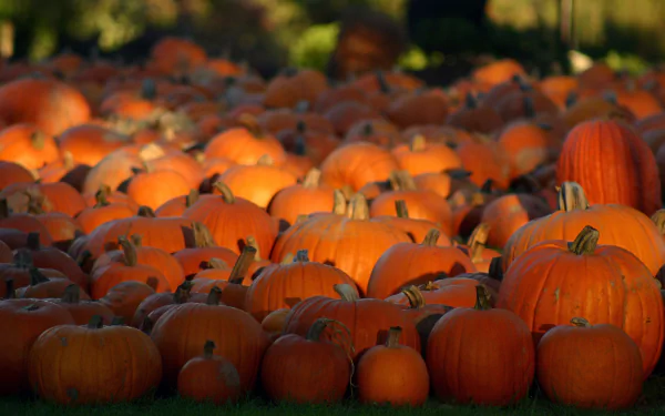 food pumpkin HD Desktop Wallpaper | Background Image