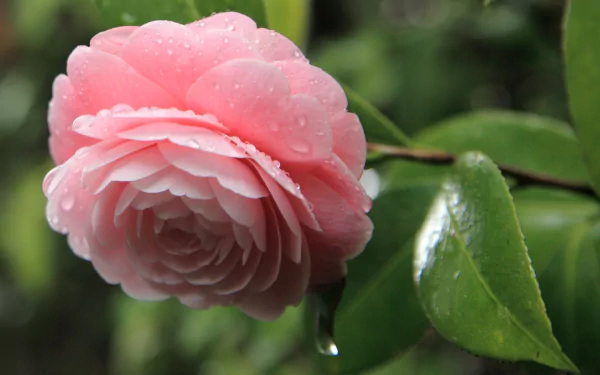 HD desktop wallpaper featuring a close-up of a pink camellia flower with water droplets, surrounded by green leaves in a natural setting.