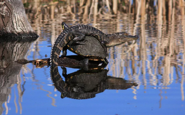 HD desktop wallpaper showing an alligator resting on a turtle in a calm lake surrounded by reeds.