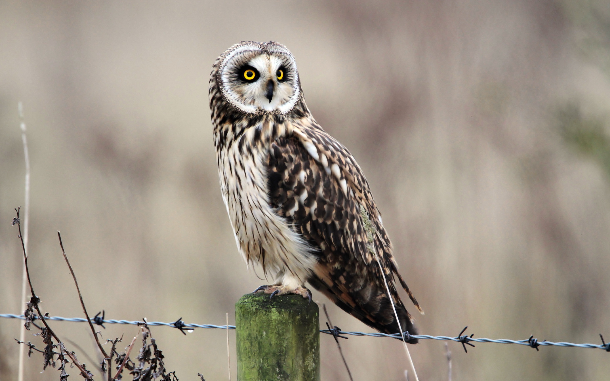 Hibou majesteur nous fixant determiné et en chef stratégie