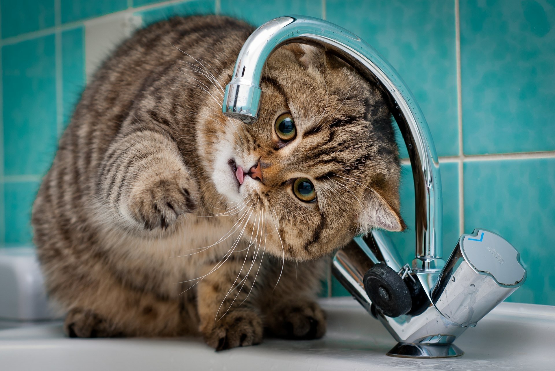 A playful cat curiously explores a shiny faucet, captured in high definition. This charming animal image serves as a delightful desktop wallpaper and background.
