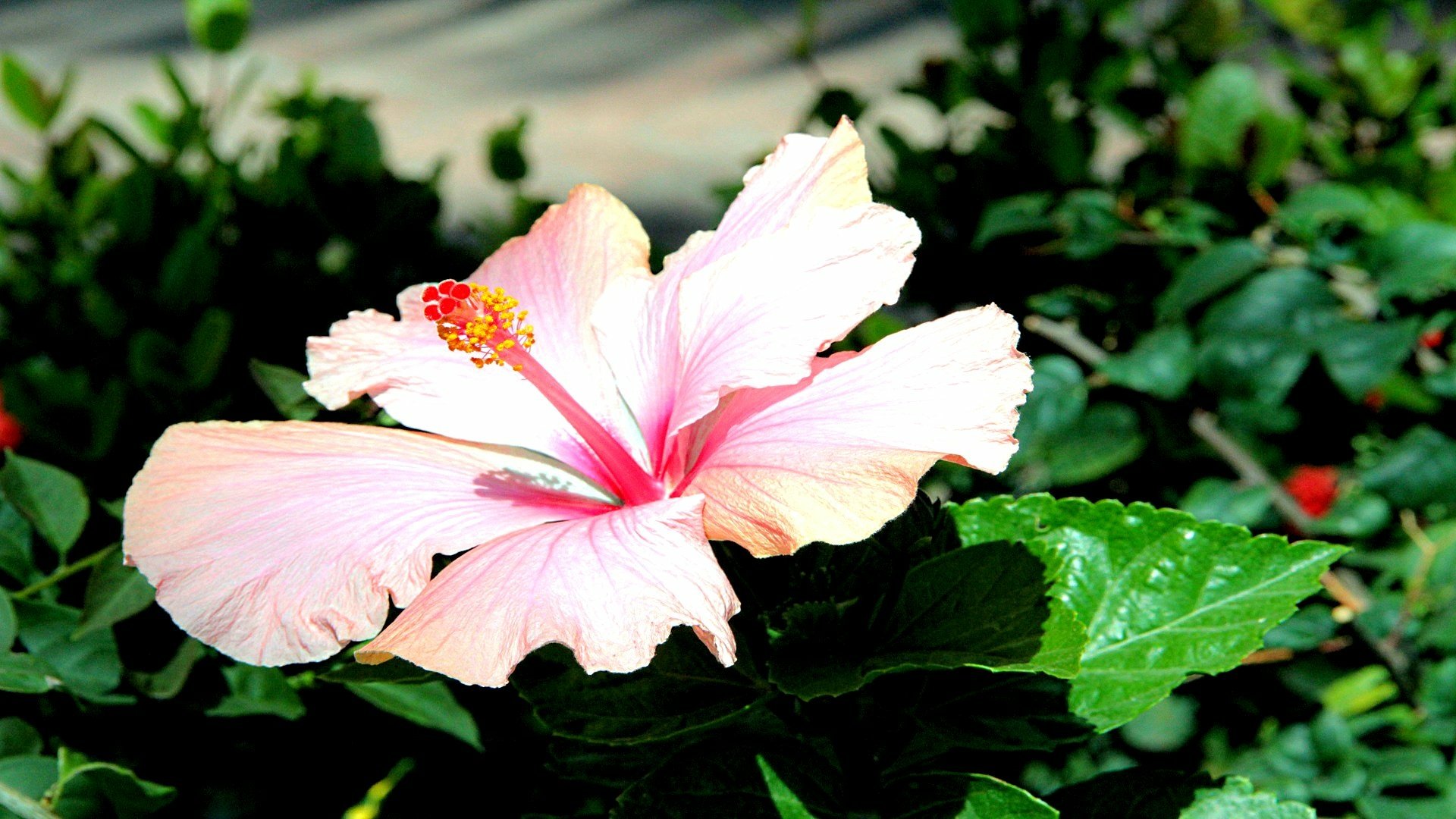 Download Flower Nature Hibiscus HD Wallpaper