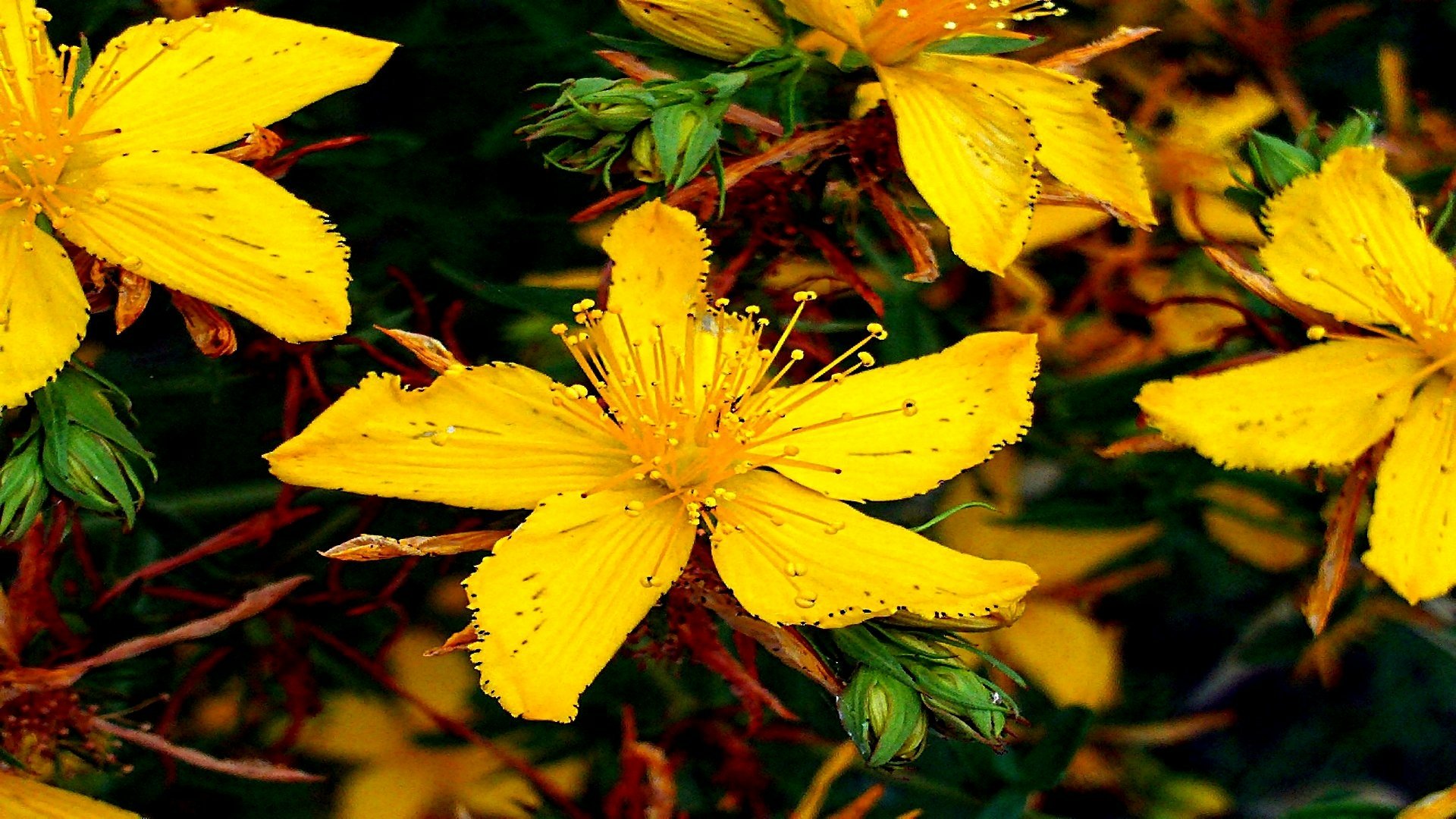 Download Hypericum Nature Flower HD Wallpaper | 1920x1080 | Wallpaper Abyss