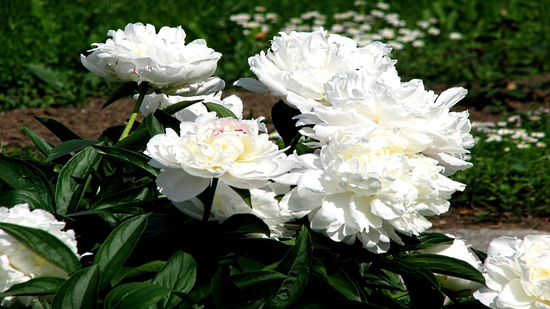 Download Nature Peony HD Wallpaper