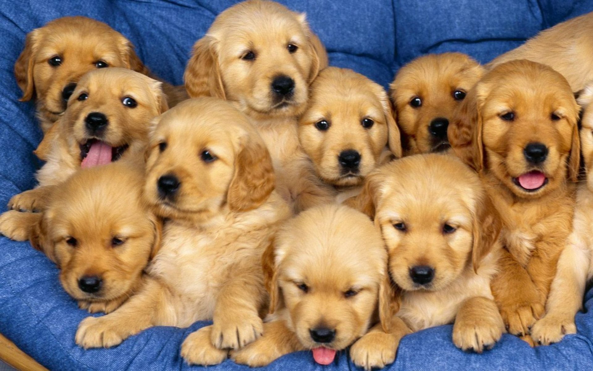 A group of golden retriever puppies resting closely together on a blue surface, captured in HD for a PC desktop wallpaper.