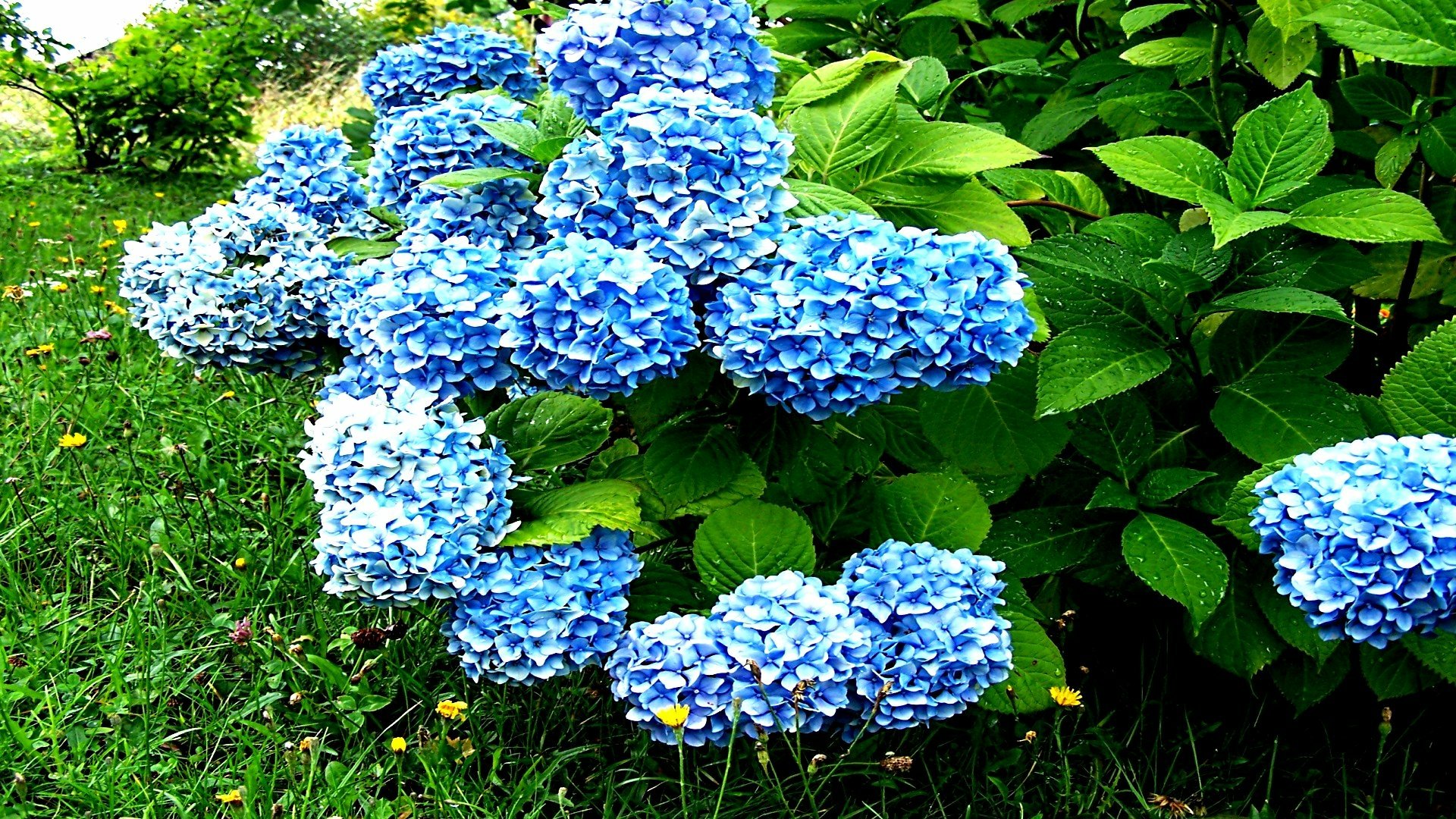 Download Nature Hydrangea HD Wallpaper