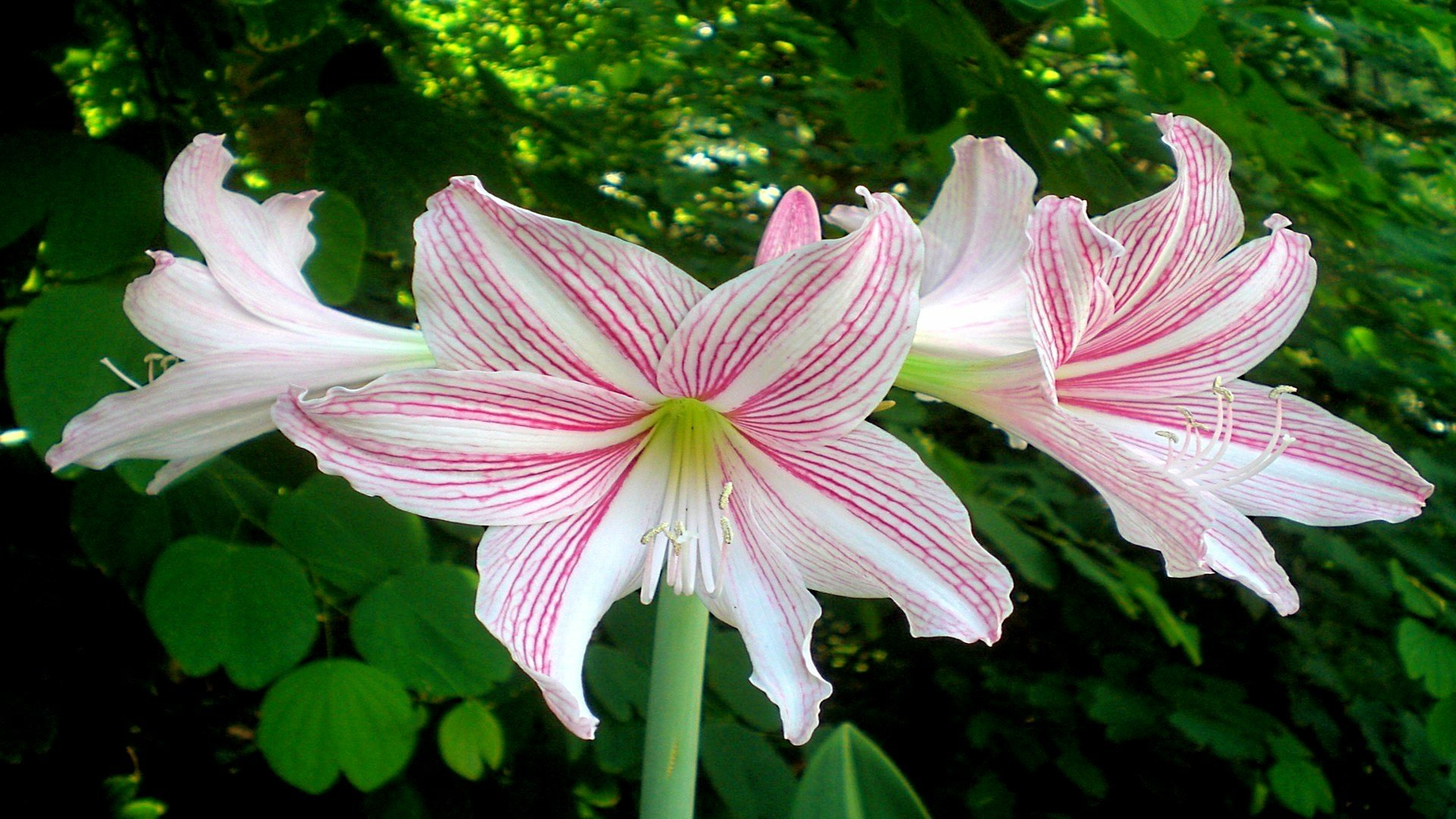 Download Lily Nature Amaryllis HD Wallpaper