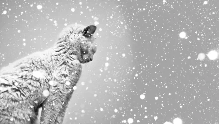 Black and white HD wallpaper featuring a cat covered in snowflakes, creating a serene and wintry desktop background.