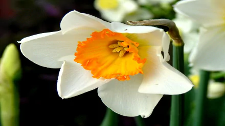 nature daffodil HD Desktop Wallpaper | Background Image