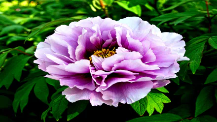  Pivoine Japanese Peony