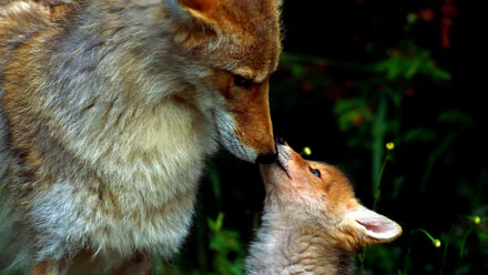 A heartwarming image of a fox cub nuzzling its mother, set against a lush green background. This HD wallpaper captures the bond between these animals beautifully.