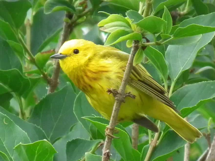 Close-up of a vibrant yellow warbler perched on a leafy branch, captured in high definition for a vivid PC desktop wallpaper featuring this striking bird.