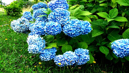 nature hydrangea HD Desktop Wallpaper | Background Image