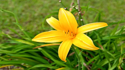nature lily HD Desktop Wallpaper | Background Image