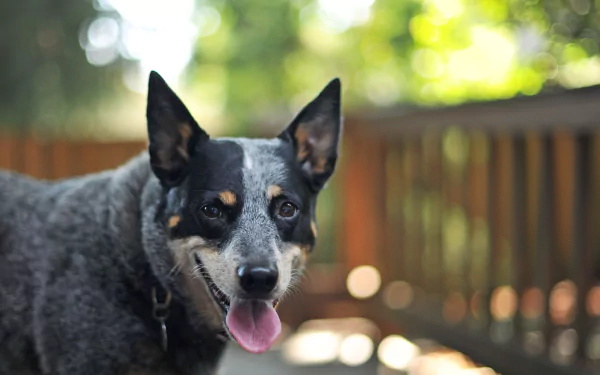 dog Animal australian cattle dog HD Desktop Wallpaper | Background Image