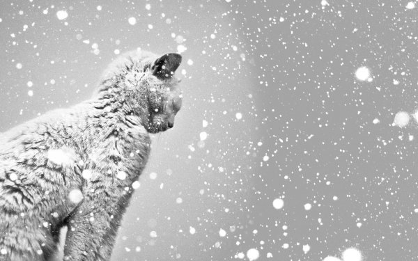 Animal Cat Snow HD Wallpaper | Background Image