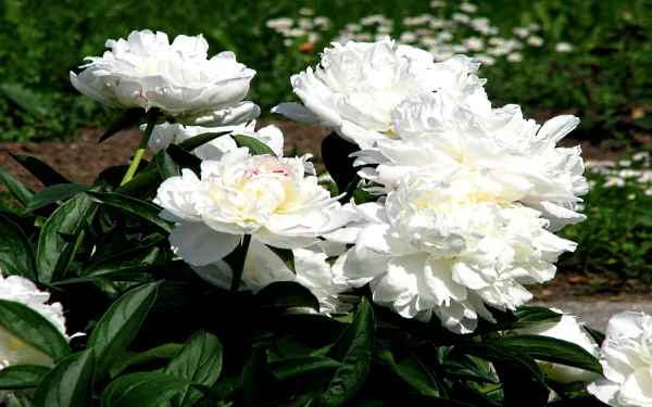 nature peony HD Desktop Wallpaper | Background Image