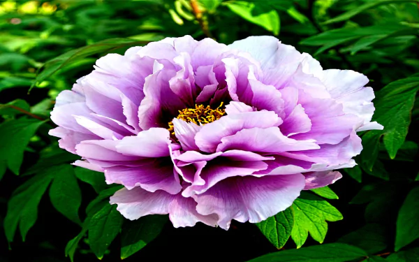  Pivoine Japanese Peony