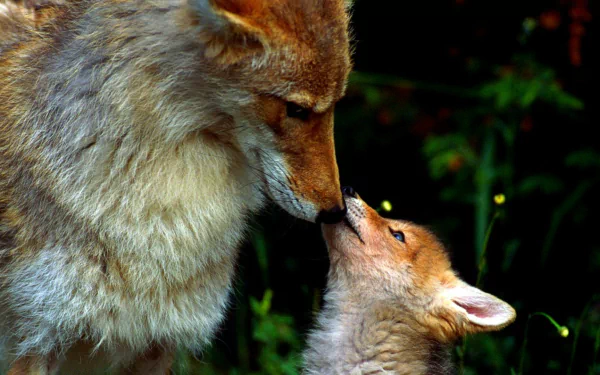 A heartwarming image of a fox cub nuzzling its mother, set against a lush green background. This HD wallpaper captures the bond between these animals beautifully.