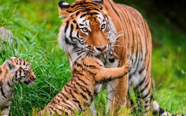 A vibrant HD wallpaper featuring a majestic tiger and its playful cub, surrounded by lush green grass, capturing the beauty of these magnificent animals.