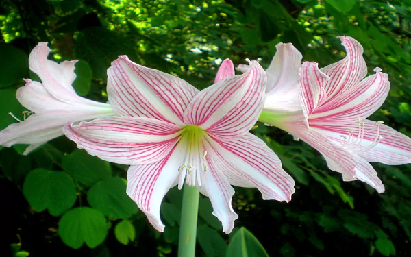 lily nature Amaryllis HD Desktop Wallpaper | Background Image