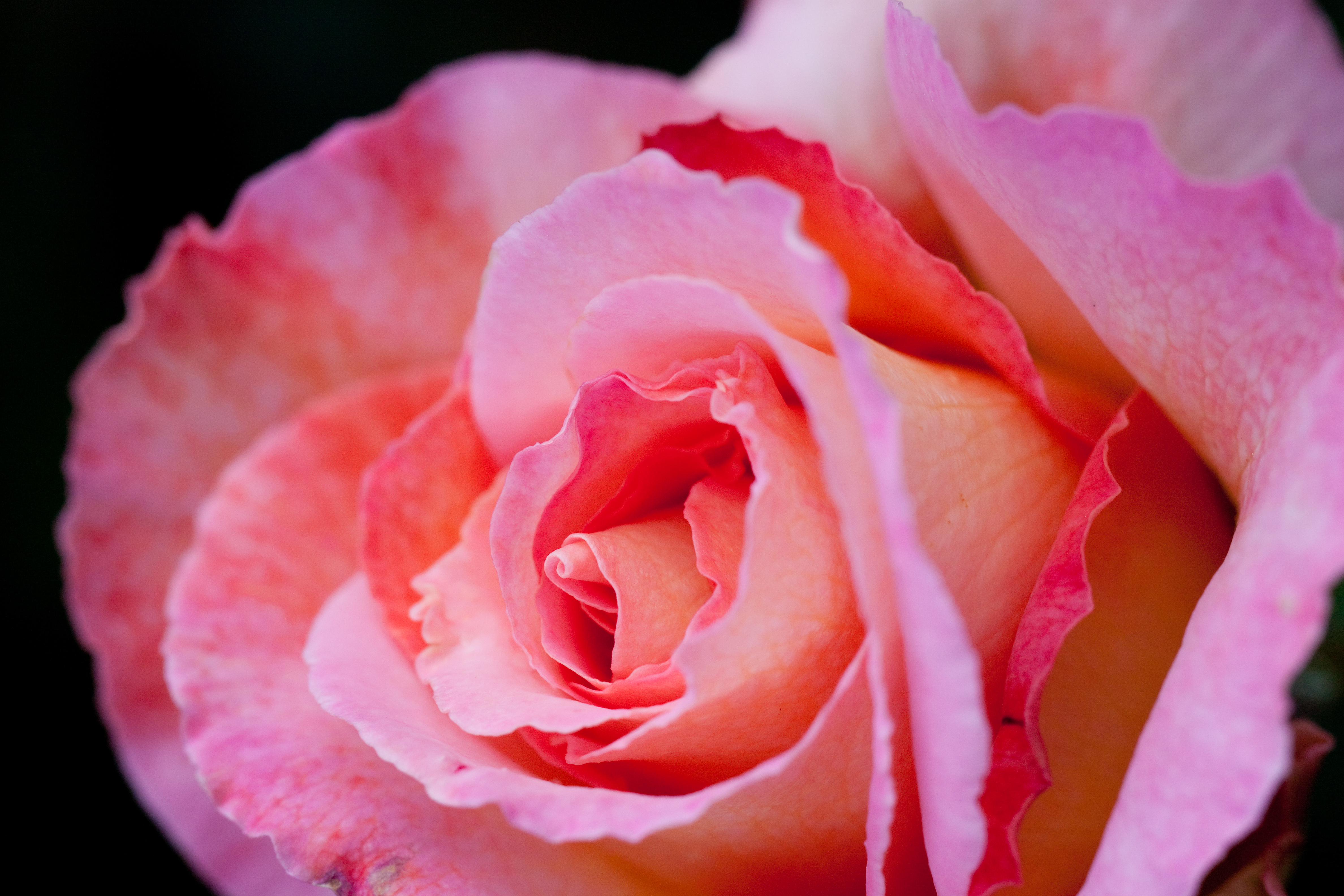 Download Nature Rose 4k Ultra HD Wallpaper