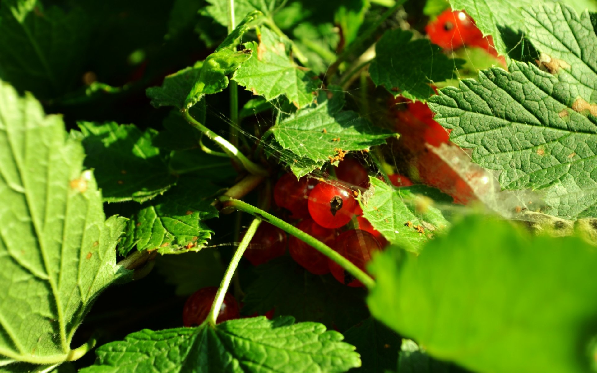 Download Food Currants HD Wallpaper