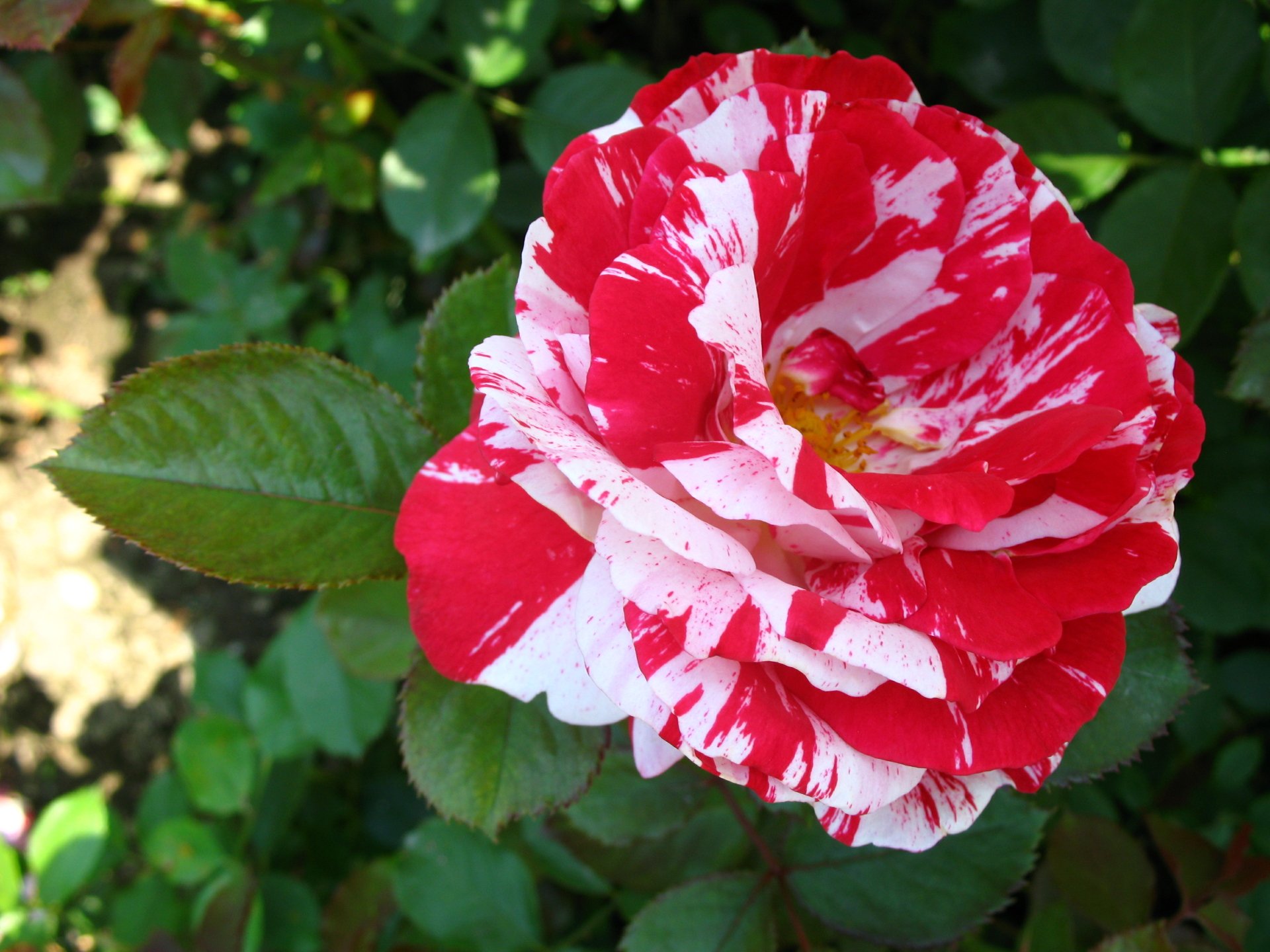 Vibrant red and white striped rose in full bloom surrounded by green leaves, captured in high definition as a nature-themed PC desktop wallpaper.