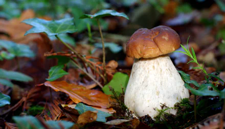 A stunning 4K Ultra HD image of a mushroom nestled among lush greenery and fallen leaves, capturing the beauty of nature in exquisite detail.