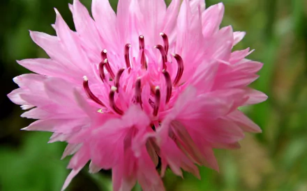 Close-up of a vibrant pink cornflower in nature, captured in HD quality, designed as a PC desktop wallpaper and background.