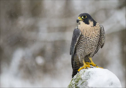 A stunning falcon perches on a snow-covered rock, showcasing its striking features and intricate plumage. This captivating image serves as a high-definition PC desktop wallpaper and background.