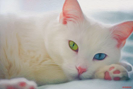 HD desktop wallpaper featuring a close-up of a white kitten with strikingly vibrant, mismatched eyes—one green and one blue—resting peacefully.