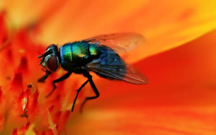 HD desktop wallpaper: macro of a metallic green blowfly (animal, fly) perched on an orange flower with vivid bokeh background.