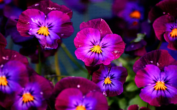 HD desktop wallpaper featuring vibrant purple pansy flowers in a lush natural setting.