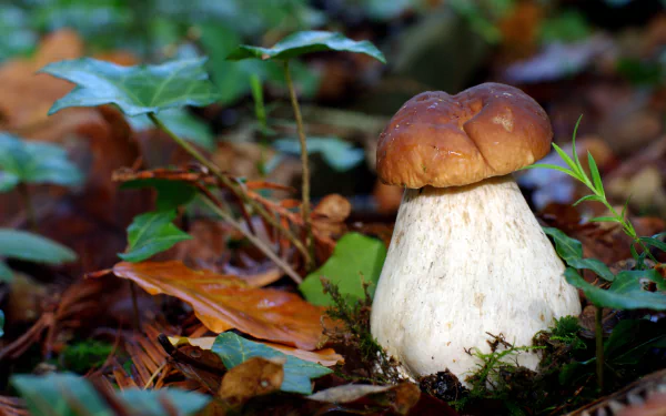 A stunning 4K Ultra HD image of a mushroom nestled among lush greenery and fallen leaves, capturing the beauty of nature in exquisite detail.