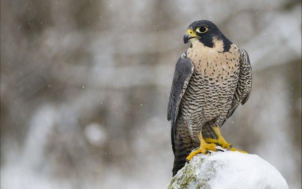Animal Falcon Birds Birds of prey HD Wallpaper | Background Image